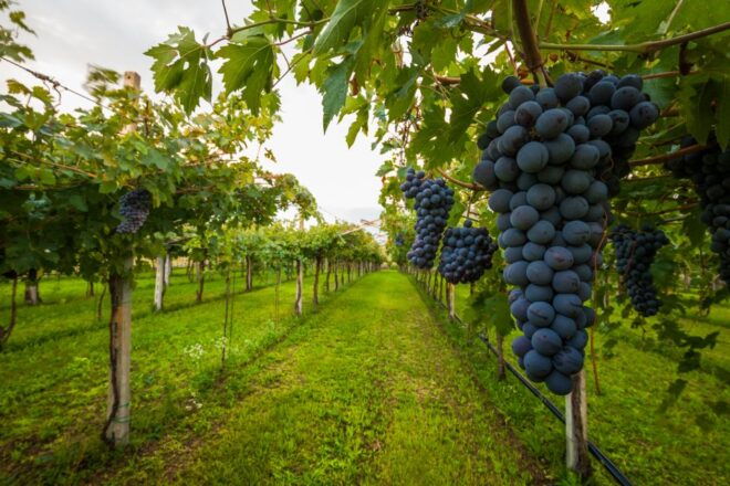 From Florence: Chianti Wine Tour With Tasting - Exploring the Chianti Wine Region
