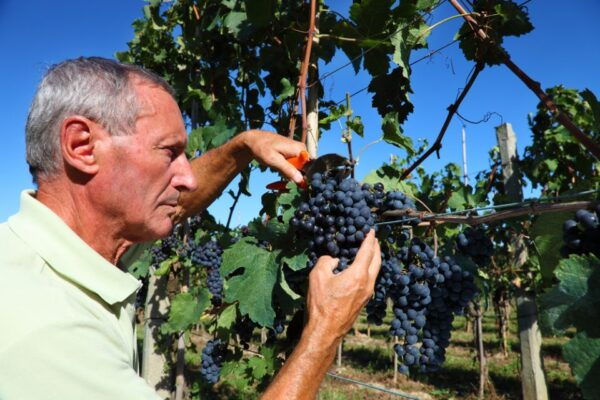 From Florence: Chianti Wine Tour With Tasting - Common Questions
