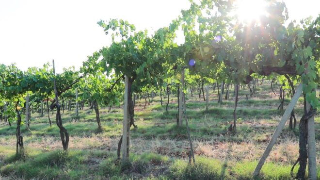 From Florence: Chianti Wine Tour With Tastings - Customer Reviews