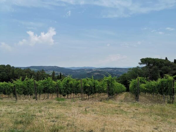 From Florence: Private Day Trip to San Gimignano & Pisa - Booking and Cancellation Policy