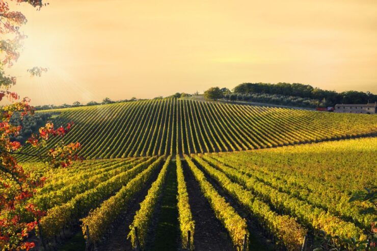 From Florence: Private Wine Tour With Dinner on an Estate - Tour Details