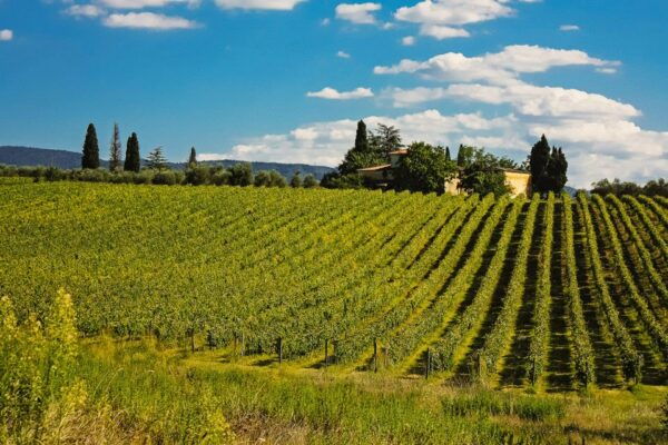 From Florence: San Gimignano and Chianti Private Tour - Highlights of San Gimignano and Chianti