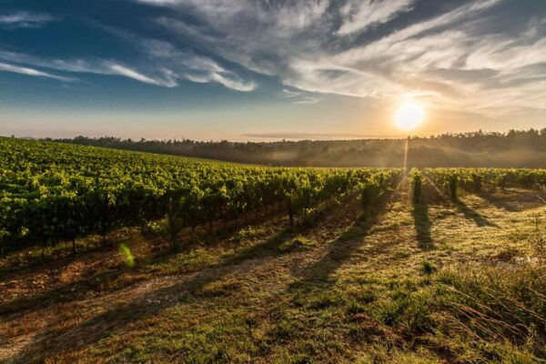 From Florence: San Gimignano and Chianti Private Tour - The Sum Up