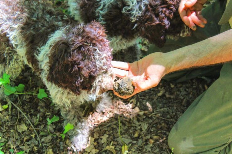 From Florence: Truffle Hunting With Lunch & Transportation - Booking Information