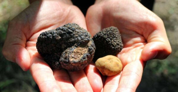 From Florence: Truffle Hunting With Lunch & Transportation - Duration and Group Size