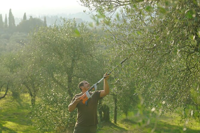 From Florence: Tuscan Wine & Olive Oil Tasting Small Group Tour - Tour Details