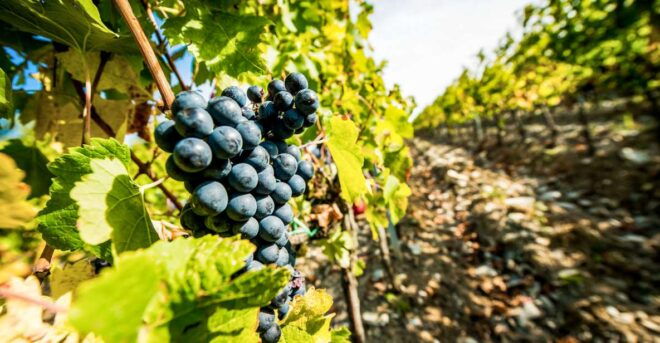 From Florence: Tuscany Wine & Food Tour With Guide - Full Description