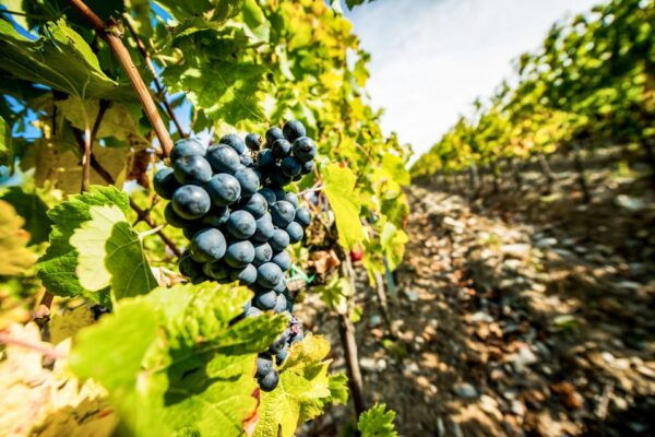 From Florence: Tuscany Wine & Food Tour With Guide - Common Questions