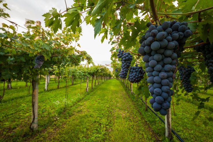 From Florence: Wine Tasting and Dinner in Chianti Vineyards - Chianti Wine Region: Exploring the Heart of Tuscany