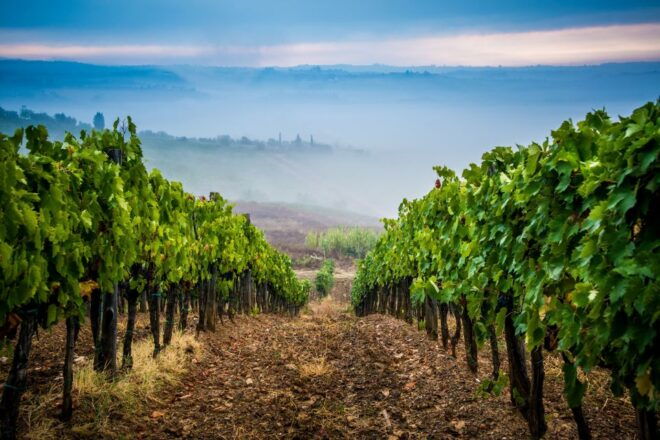 From Florence: Wine Tasting and Dinner in Chianti Vineyards - The Art of Winemaking: Learning From the Experts
