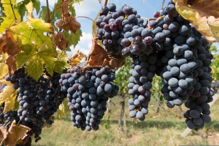 From Florence: Wine Tour in Siena and Tuscan Countryside - The Sum Up