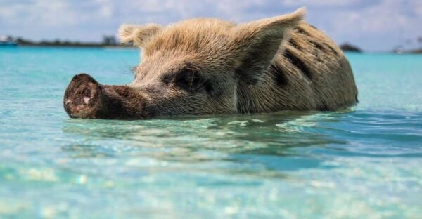 From Fort Lauderdale: Bahamas Full-Day Trip by Ferry - The Sum Up