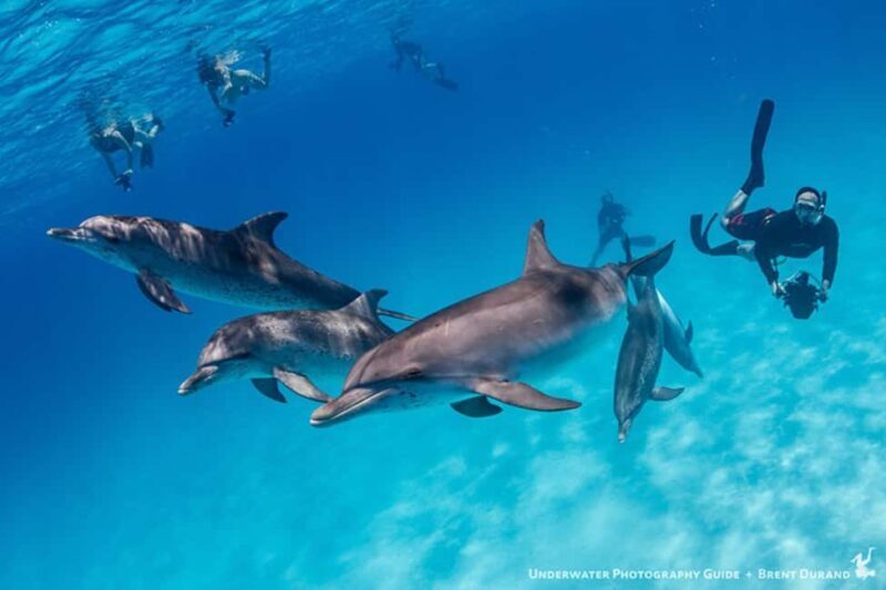 From Fort Lauderdale: Bimini Island Day Trip by Ferry - FAQs