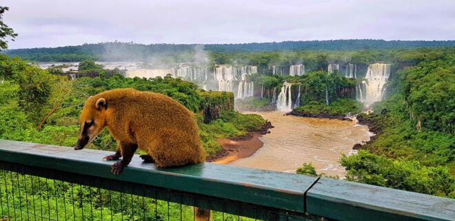 From Foz Do Iguaçu: Brazilian Side of the Falls With Ticket - Customer Reviews and Ratings