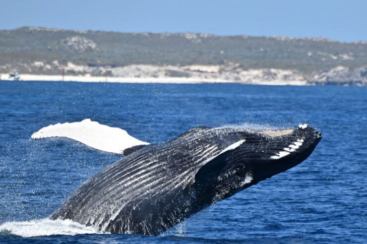 From Fremantle: 2-Hour Luxury Whale-Watching Cruise - Activity Details