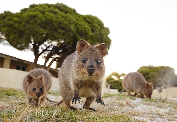 From Fremantle: Rottnest Island Ferry and Bike Day Tour - Activity Details