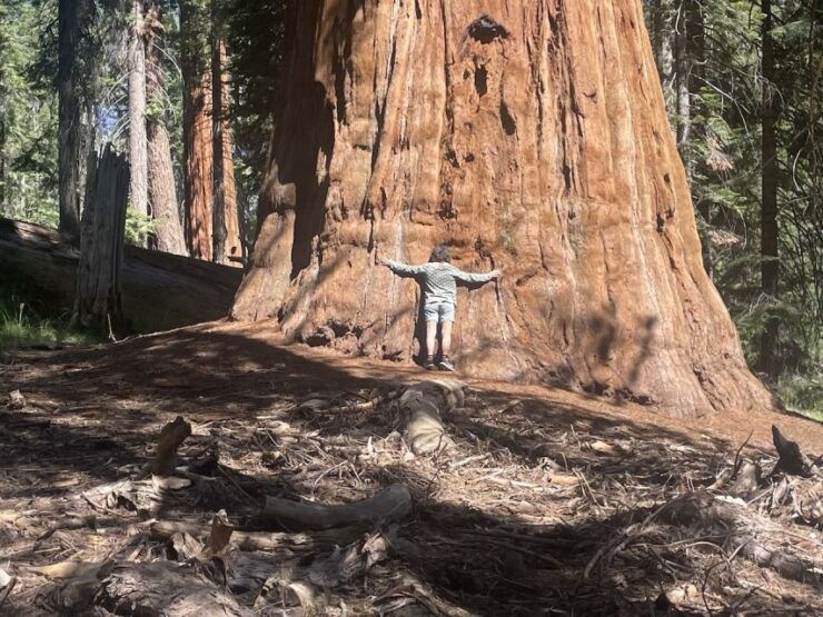 From Fresno: Sequoia National Park Tour W/ Transfer & Lunch - Good To Know