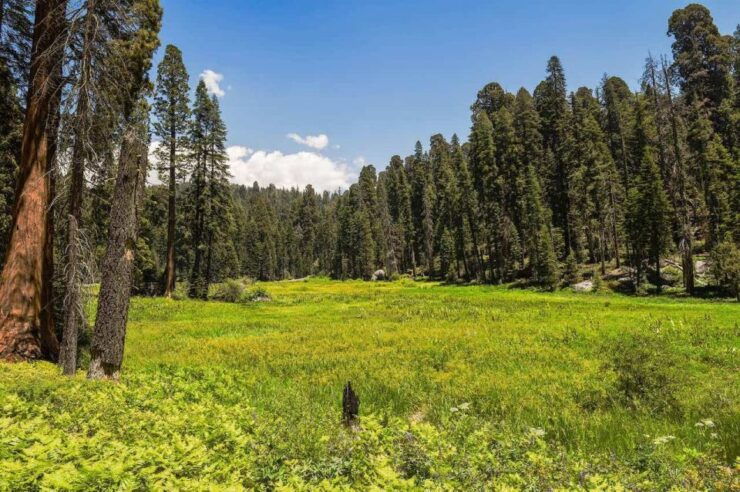 From Fresno: Sequoia National Park Tour W/ Transfer & Lunch - Experience Highlights