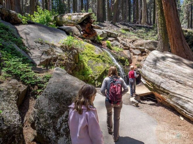 From Fresno: Sequoia National Park Tour W/ Transfer & Lunch - Dining and Refreshments