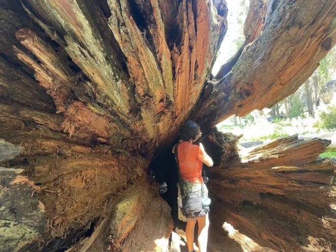 From Fresno: Sequoia National Park Tour W/ Transfer & Lunch - Frequently Asked Questions