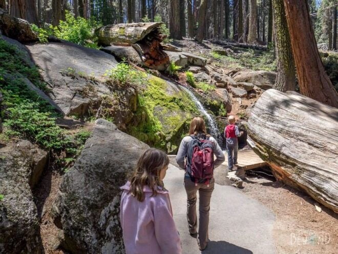 From Fresno: Sequoia National Park Tour W/ Transfer & Lunch - Customer Reviews and Recommendations
