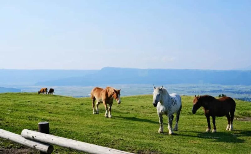 From Fukuoka: Kumamoto Castle and Mount Aso Day Trip - FAQ