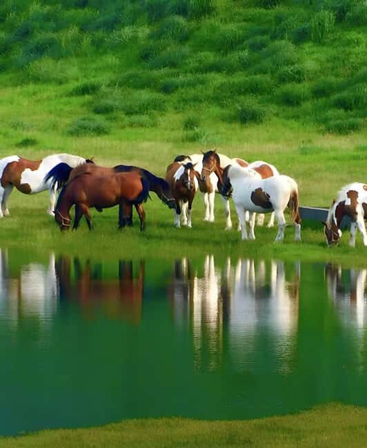 From Fukuoka: Mount Aso, Kurokawa Onsen, and Shrine Tour - Exploring Mount Aso: Nature’s Power and Volcanic Majesty
