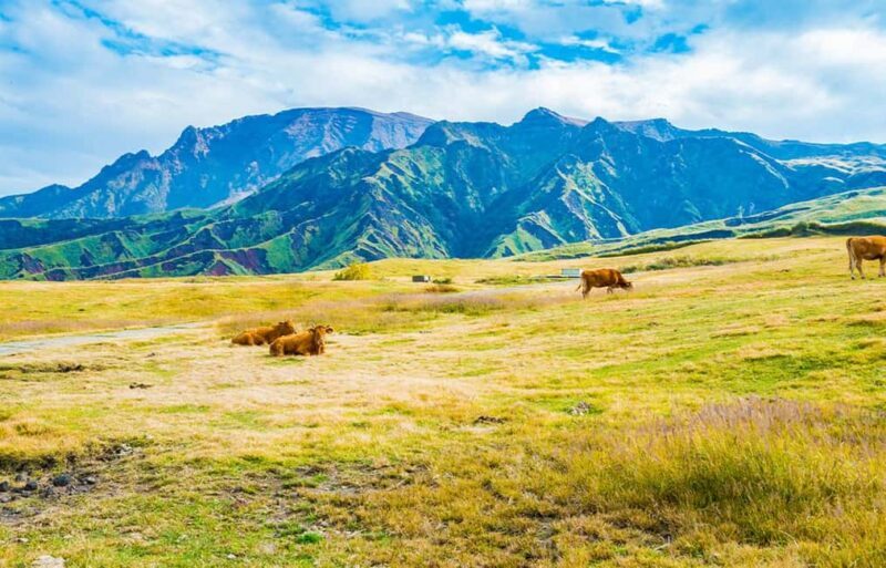 From Fukuoka: Mount Aso, Kurokawa Onsen, and Shrine Tour - Who Should Consider This Tour?