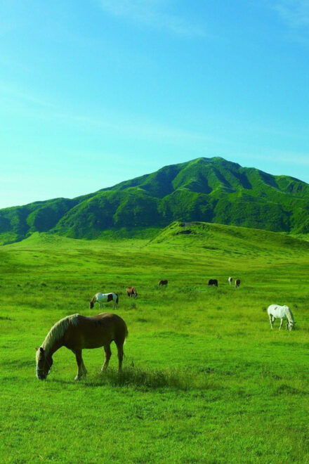 From Fukuoka: Private Customized Nature Tour of Kumamoto - Customizable Itinerary