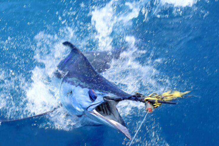 From Funchal : Big Game Fishing Boat Trip - Activity Details