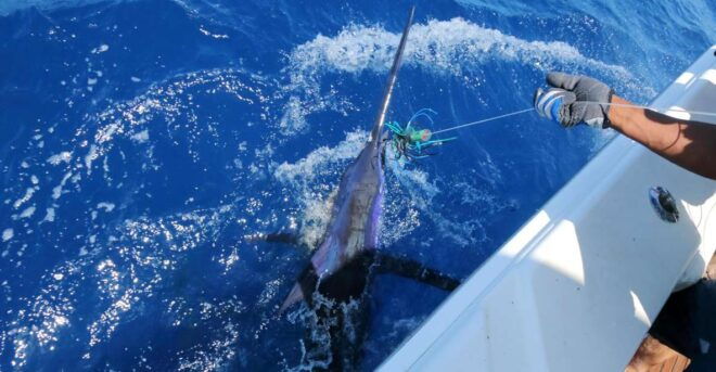From Funchal : Big Game Fishing Boat Trip - Itinerary