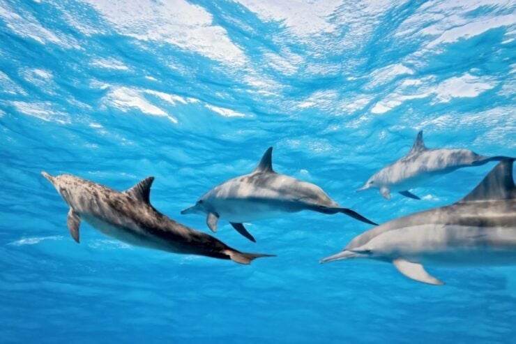 From Funchal: Dolphin Adventure Tour - Activity Details