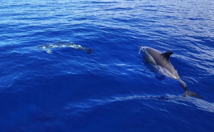 From Funchal: Dolphin Adventure Tour - Experience Itinerary