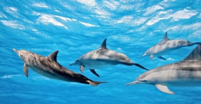 From Funchal: Dolphin Adventure Tour - Starting Location