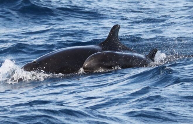 From Funchal: Dolphin Adventure Tour - Important Information