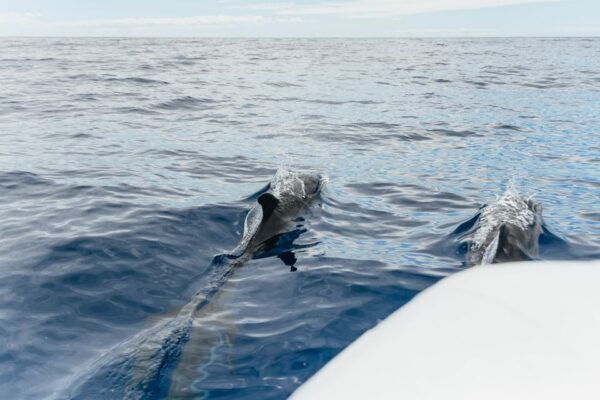 From Funchal: Dolphin Adventure Tour - Customer Reviews