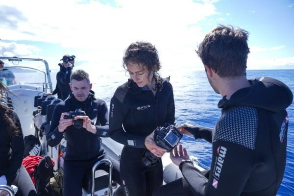 From Funchal: Dolphin Adventure Tour - The Sum Up