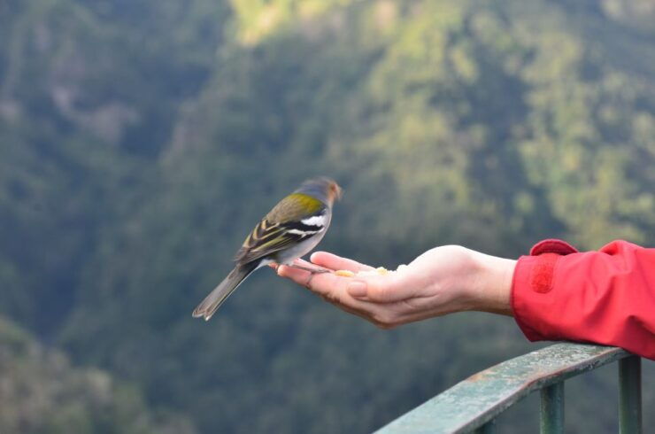 From Funchal: East Tour Madeira 4x4 Jipe Tour Santana Houses - Tour Overview