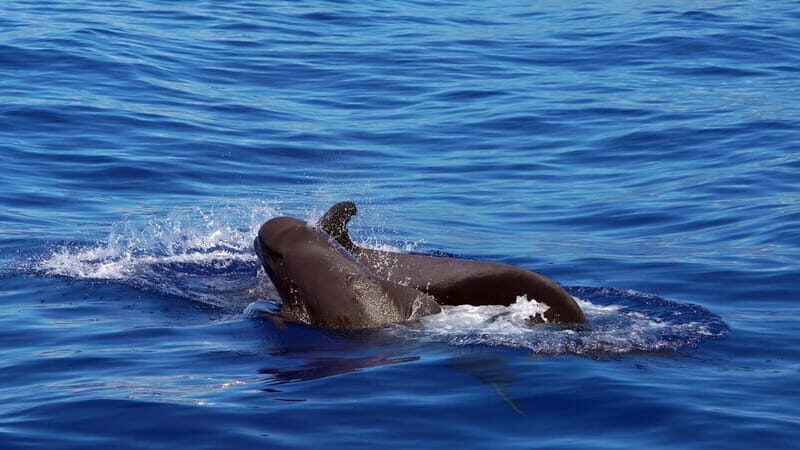 From Funchal: Ecological Catamaran Dolphin Whale Watching - Good To Know