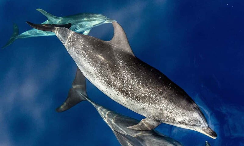 From Funchal: Ecological Catamaran Dolphin Whale Watching - Who Will Love This Experience?