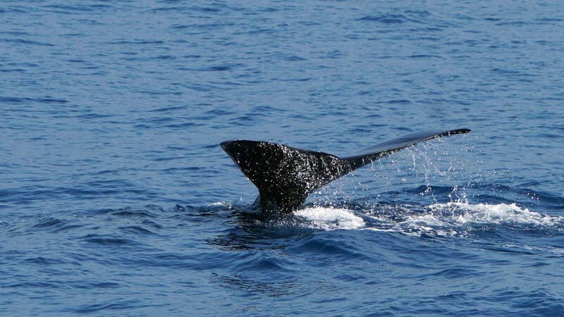 From Funchal: Ecological Catamaran Dolphin Whale Watching - FAQs