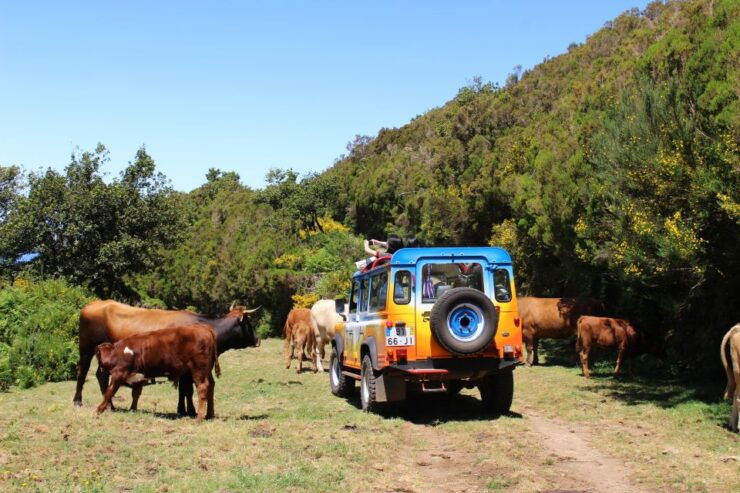 From Funchal: Enchanted Terraces and Porto Do Moniz 4WD Tour - Tour Highlights