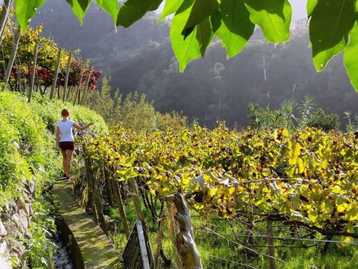 From Funchal: Full-Day Madeira Wine Tour With Lunch - Experience Highlights
