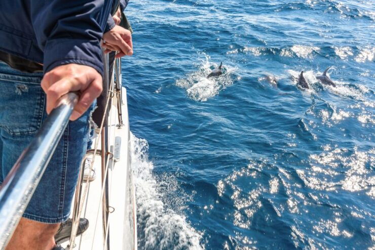 From Funchal: Madeira Dolphin and Whale Watching Tour - Activity Details
