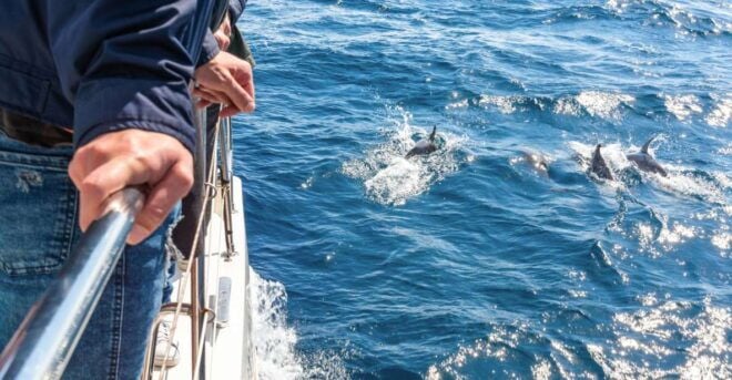 From Funchal: Madeira Dolphin and Whale Watching Tour - Inclusions