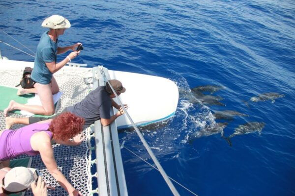 From Funchal: Madeira Dolphin and Whale Watching Tour - Common Questions