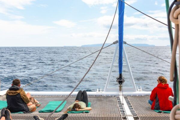 From Funchal: Madeira Dolphin and Whale Watching Tour - The Sum Up