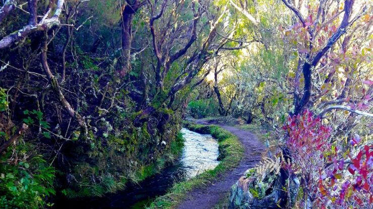 From Funchal: Madeira Lakes Levada Guided Hike - Activity Details