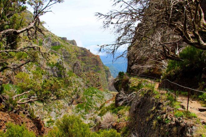 From Funchal: Madeira Peaks Mountain Walk - Transfers and Transportation