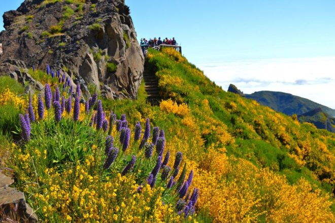 From Funchal: Madeira Peaks Mountain Walk - Natural Beauty and Landscapes